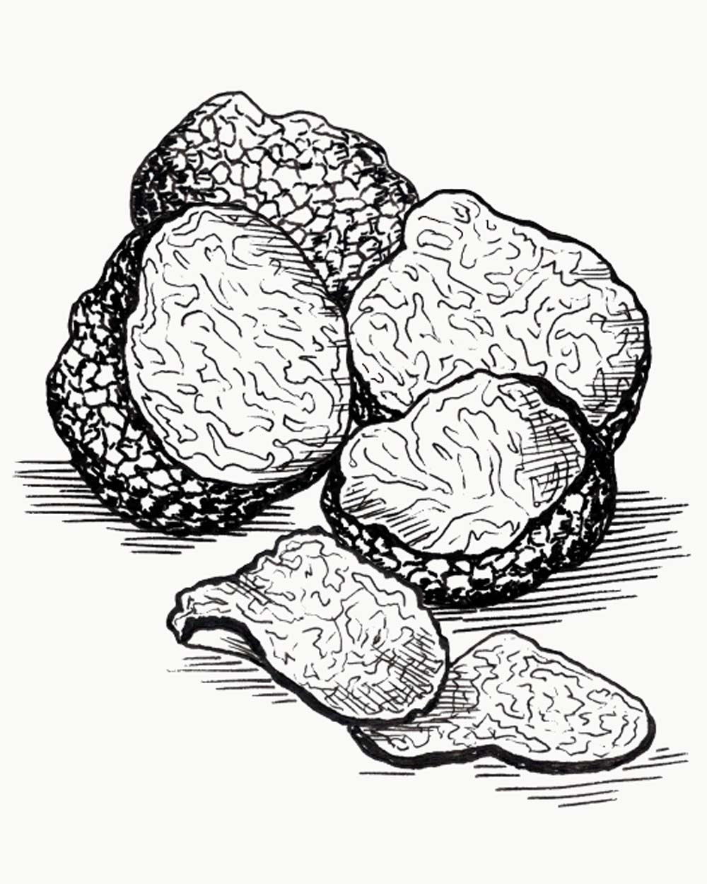 a stylish hand-drawn black-and-white image of four truffles, grouped together and partially sliced